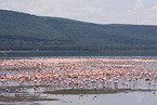 colonyof lesser flamingos